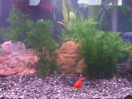 アクアリュウム