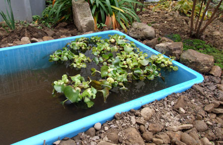 プラ舟ビオトープ