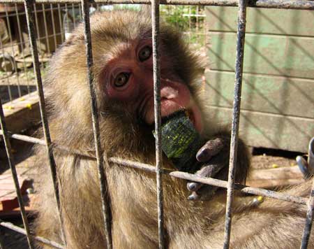 カボチャを食べるモン