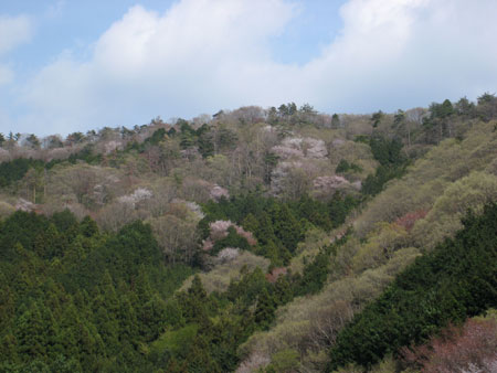 山桜
