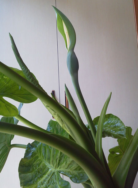 クワズイモの花