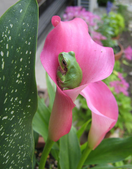 カエルが咲いた