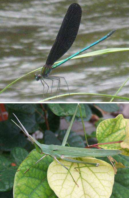 ハグロトンボとショウリョウバッタ