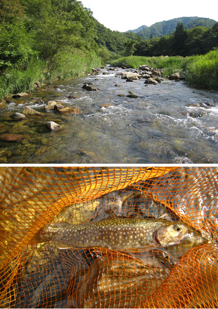 イワナ釣り