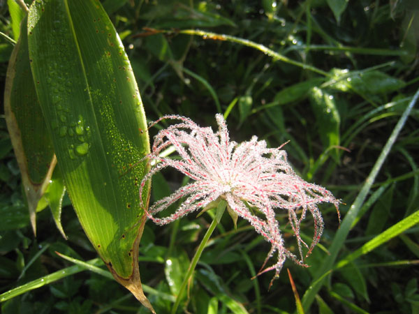 �`���O���}