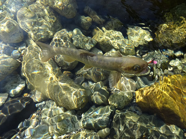 �����C���i