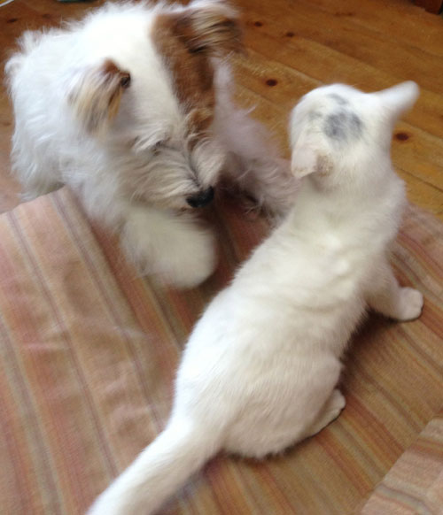 ジャックとニーム