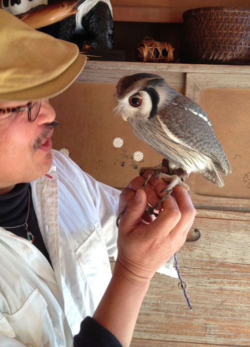 アフリカオオコノハズク