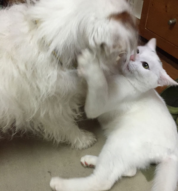 ジャックとニーム