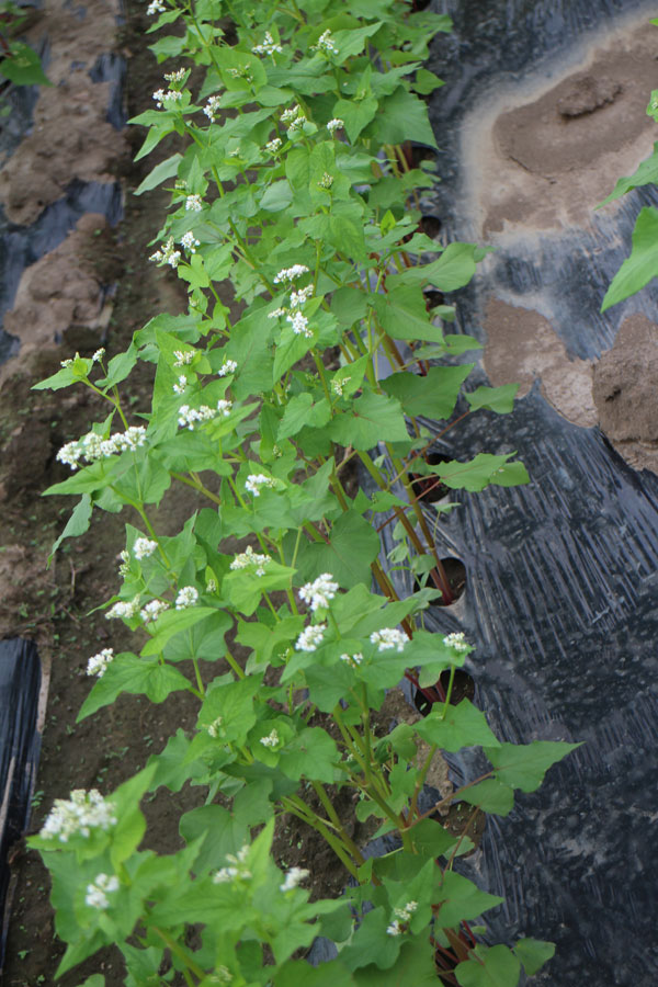 そばの花