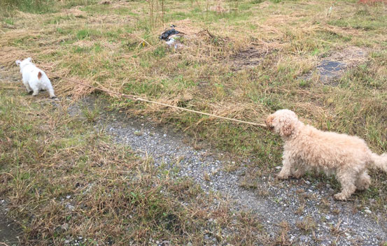 モカとジャック