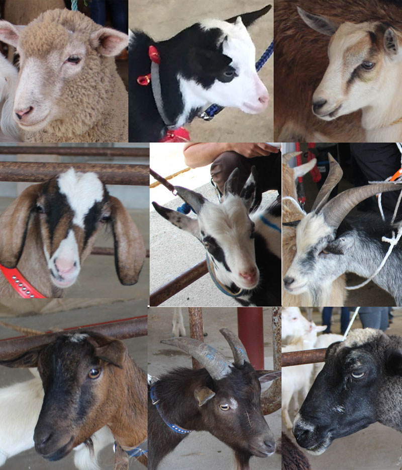 ヤギ色々