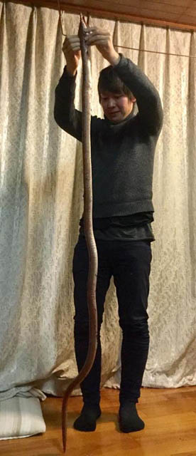 ダイナンウミヘビ