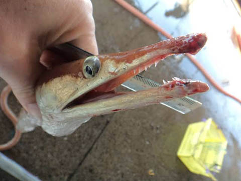 ダイナンウミヘビ