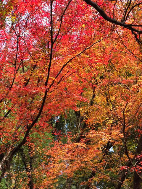 紅葉