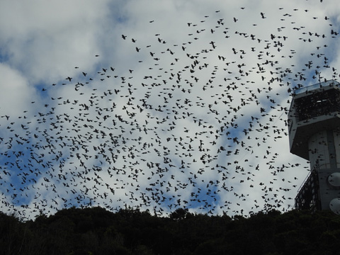 ヒヨドリわたり
