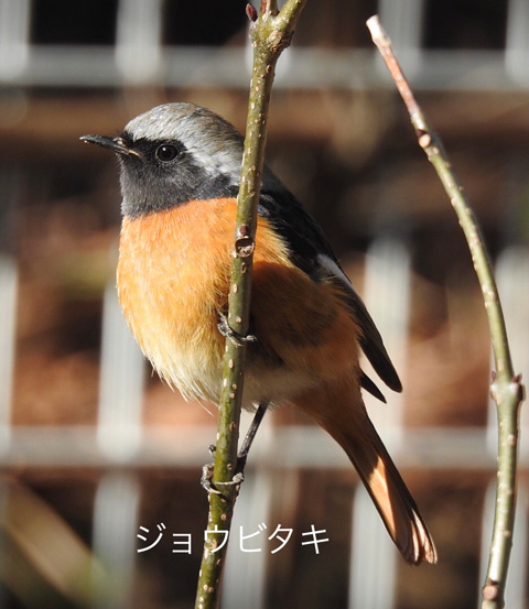 ジョウビタキ