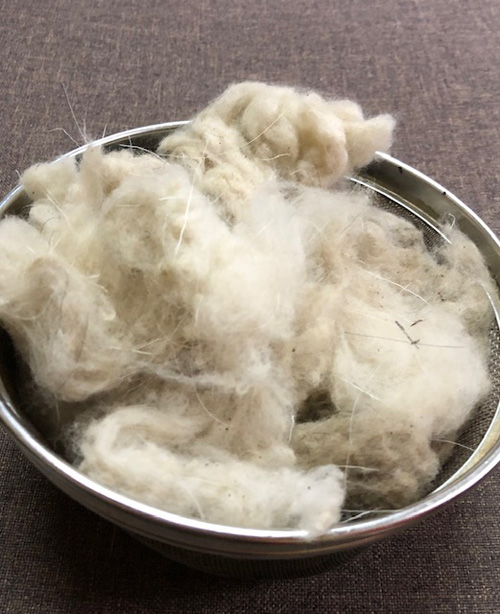 綿毛