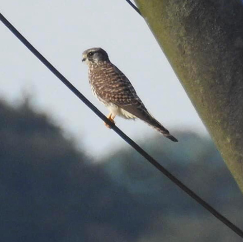 ちょうげんぼう