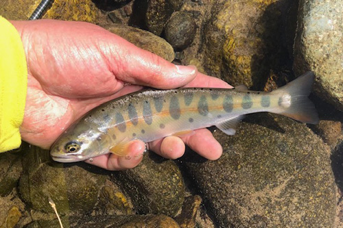 ヤマメ