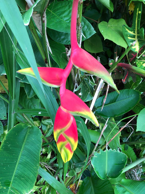 �w���R�j�A