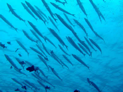 �o���N�[�_