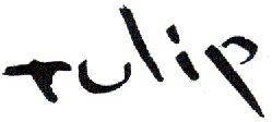 tulip.gif