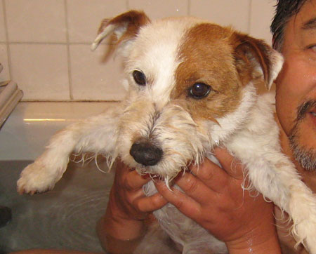 犬の入浴