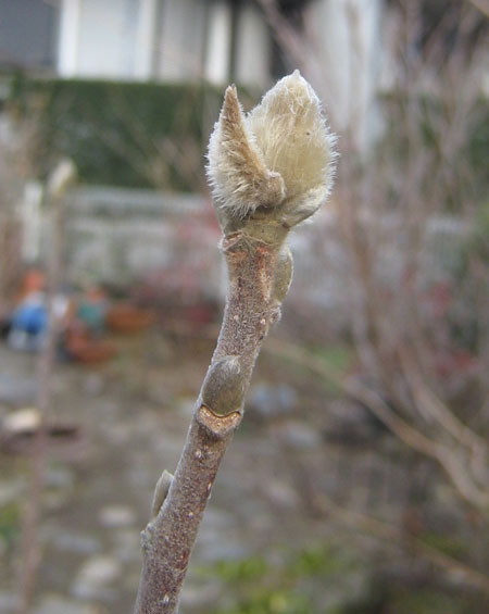 ヒメコブシの花芽