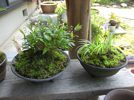山野草の苔鉢