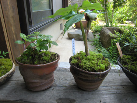 山野草の苔鉢