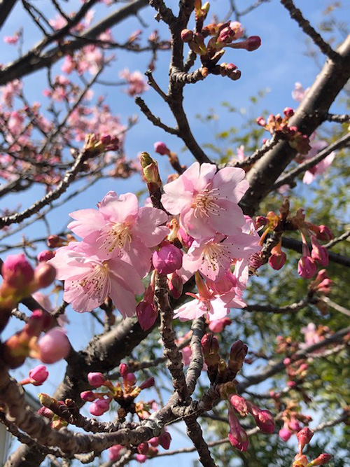 河津桜