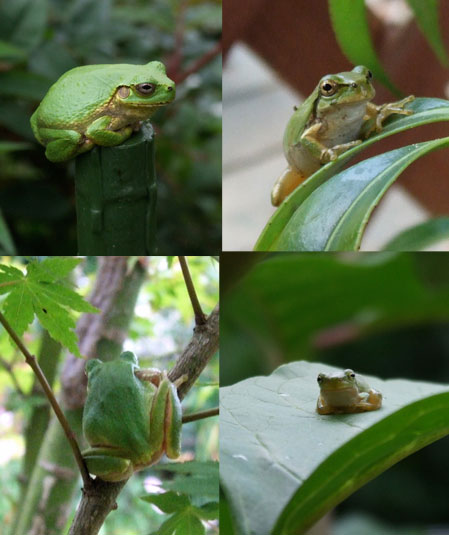 アマガエル