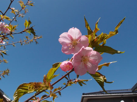 河津桜