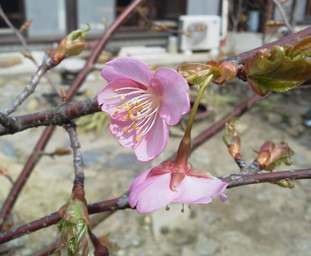 河津桜