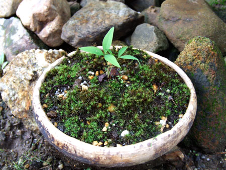 ナンテンの苔鉢