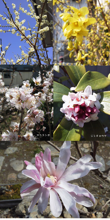 春の花の木々