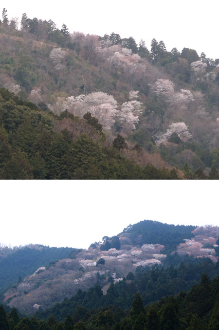 山桜