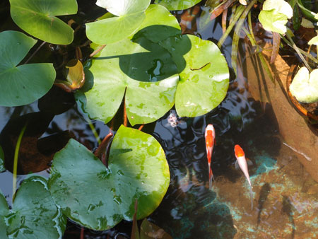 池の水替え