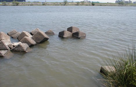 オカムラワンド本流側浅瀬テトラ