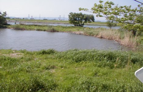 鳥飼大橋逆ワンド