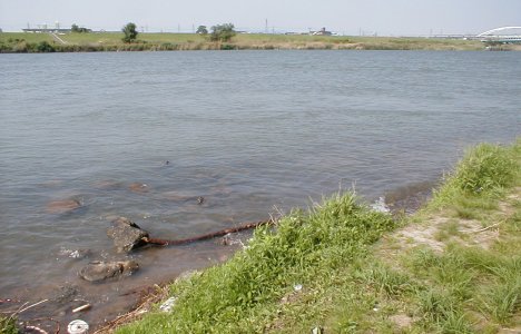 鳥飼大橋ワンド本流