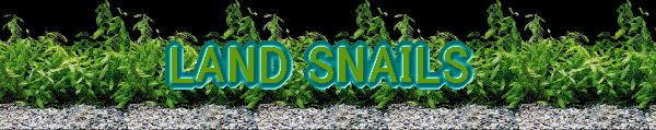 LAND SNAILS  
