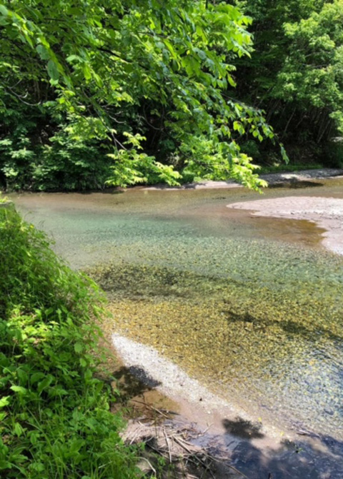 綺麗な水