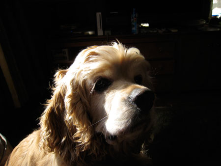 プリンがメイに