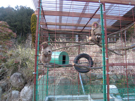 モンキーのお家