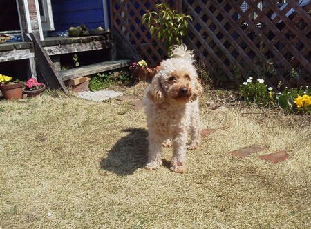 庭のドッグラン