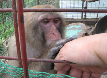 モンの毛づくろい