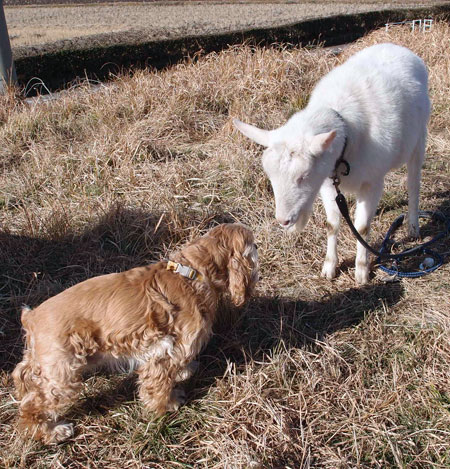 ヤギとあいさつ