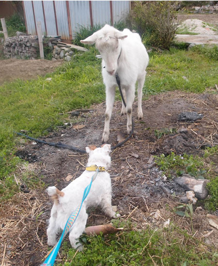 ヤギと挨拶